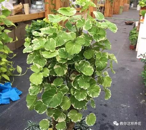 鏡面草水耕|鏡面草照顧指南：鏡面草水培+盆栽方法、風水作用 –